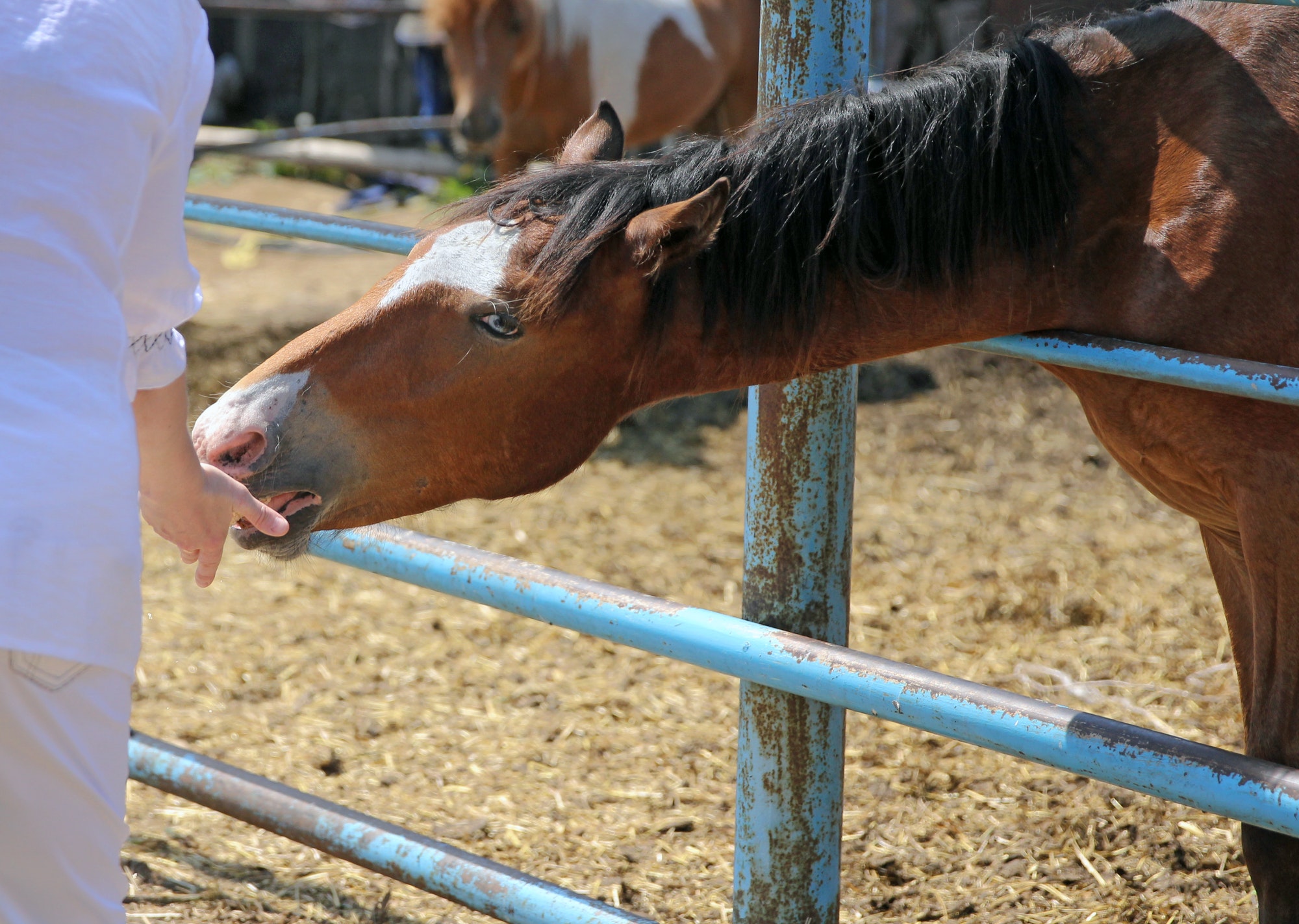 Woman hand feeding brown horse in the stable.