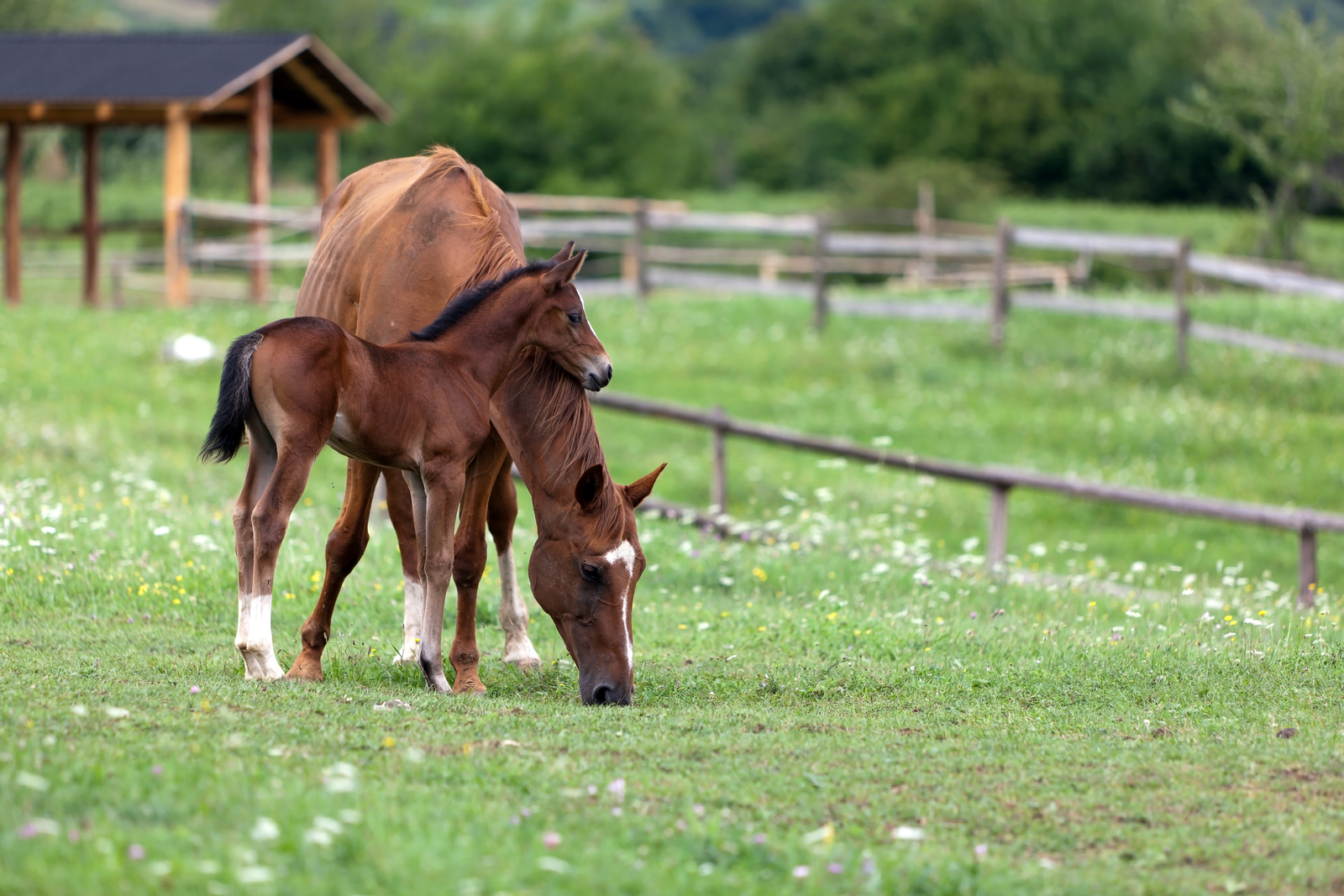 Horse with baby foal