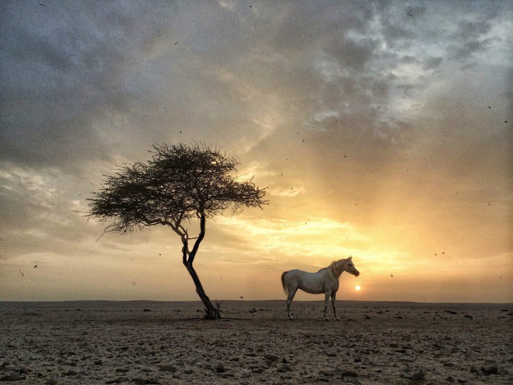 Arabian horse with a tree at sunset. Qatar