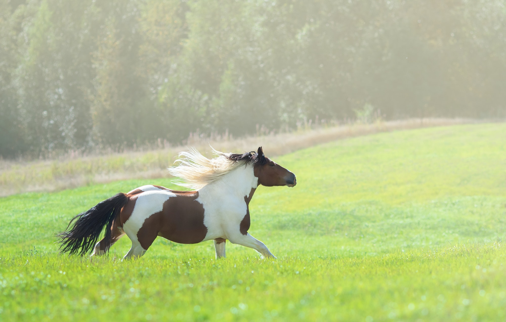Paint horse galloping across summer green meadow.