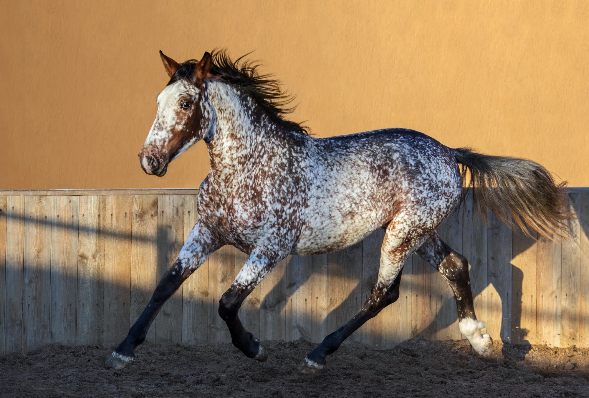 Beautiful rare mixed breed of Spanish and Appaloosa horse.